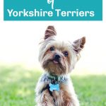 cute yorkie in grass standing on baseball mitt