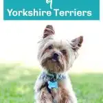 cute yorkie in grass standing on baseball mitt