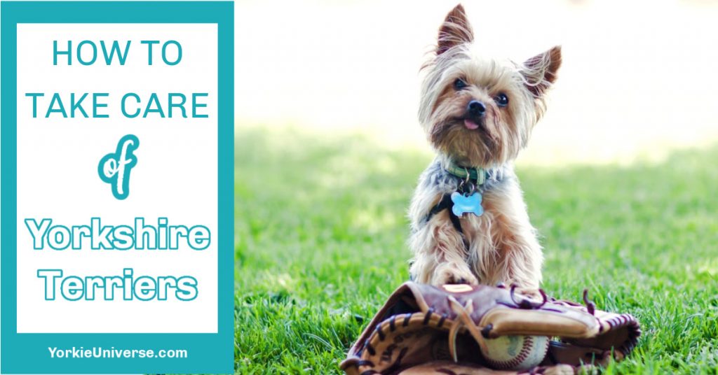 cute yorkie in grass
