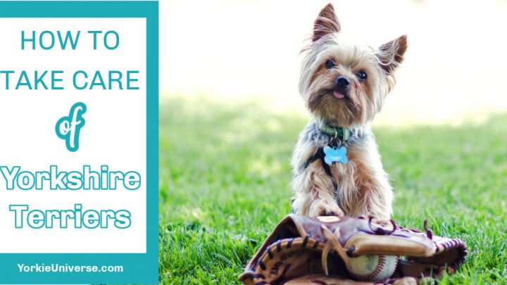How to Take Care of Yorkshire Terriers