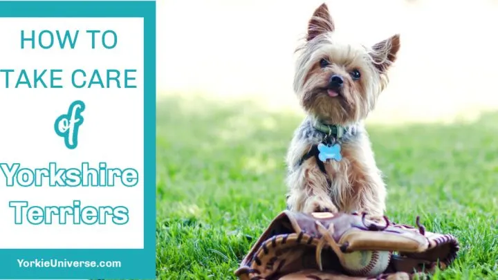 How to Take Care of Yorkshire Terriers