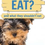 yorkie puppy by yellow dog food dish