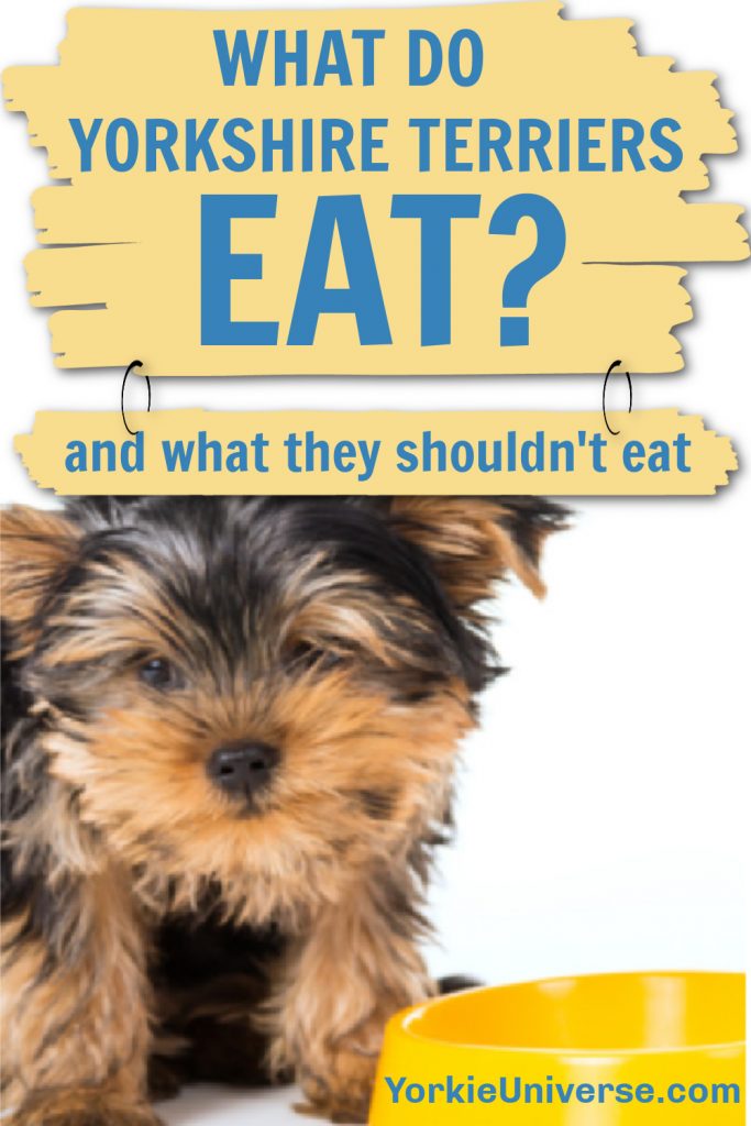 yorkie puppy by yellow dog food dish