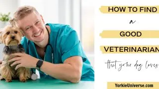 Blond male Veterinarian smiling with Yorkshire terrier