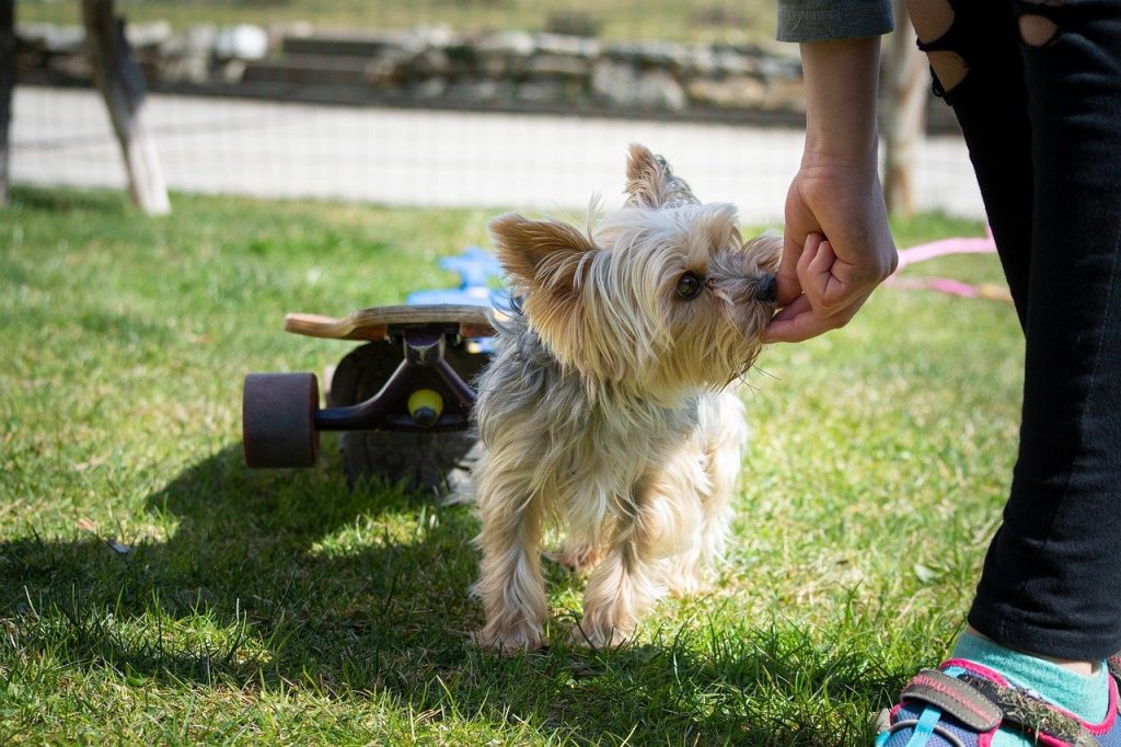 Yorkie outside sniffing a person's hand