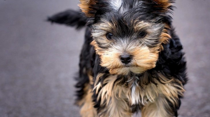Yorkshire Terrier puppy
