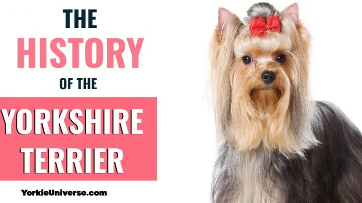 The History of the Yorkshire Terrier