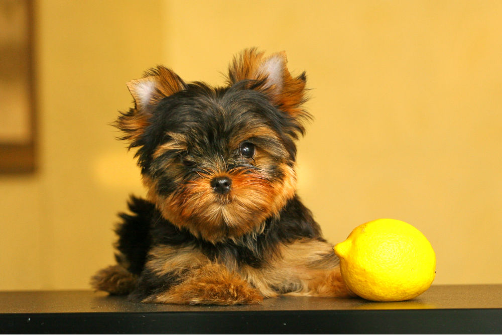 Yorkie puppy with lemon