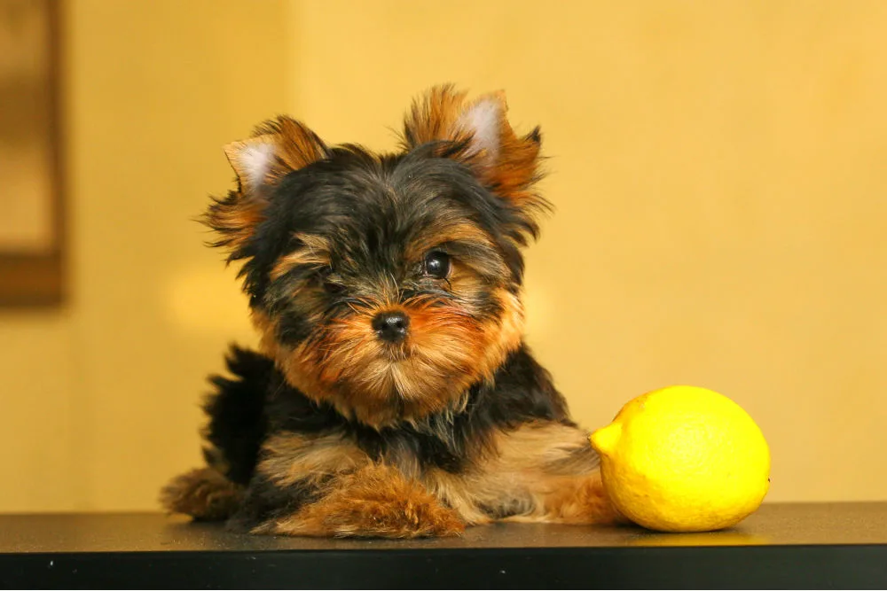Yorkie puppy with lemon