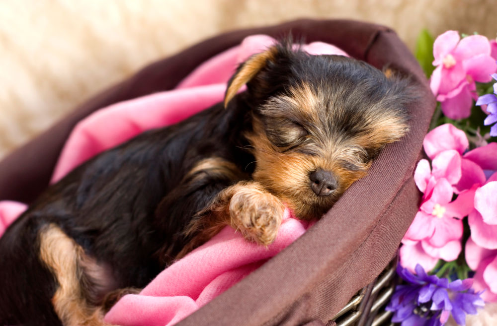sleeping yorkie puppy