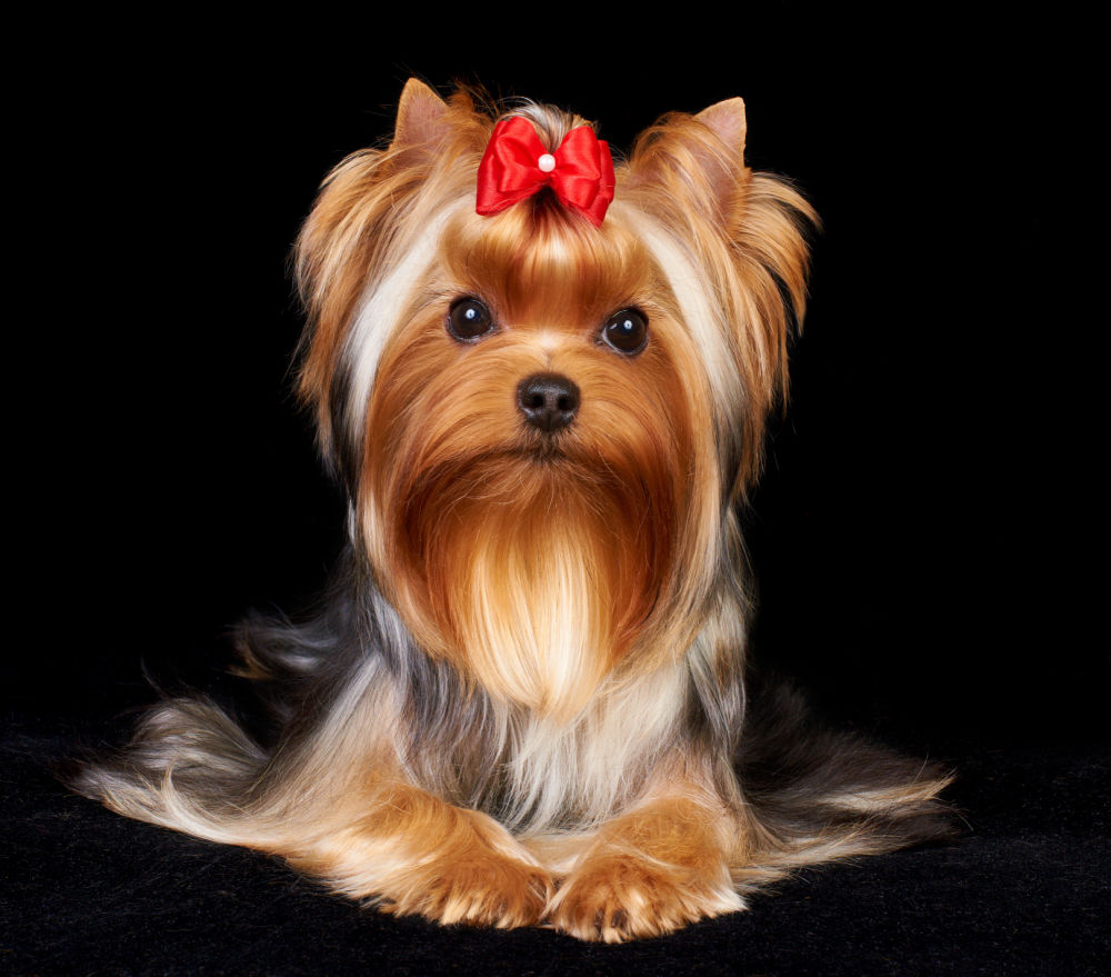 Beautiful Yorkshire Terrier on the black background