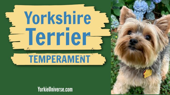 The Yorkie Temperament