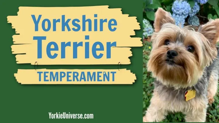 The Yorkie Temperament