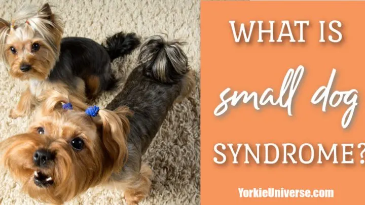 What Is Small Dog Syndrome?