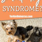 2 Yorkshire Terriers looking up with 1 barking