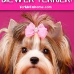 a Biewer terrier with pink bow