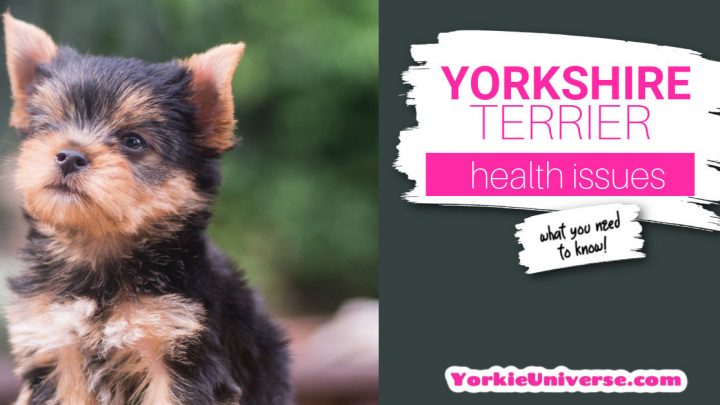 Yorkshire Terrier Health Issues