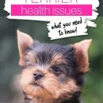 Yorkshire terrier puppy looking up