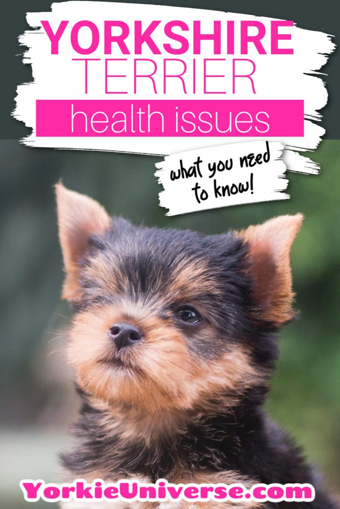 Yorkshire terrier puppy looking up