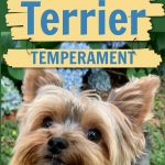 Yorkie with flowers in background