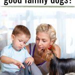 little boy with mom and yorkie