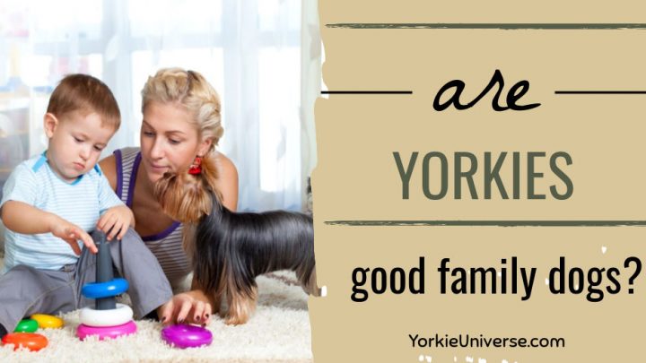 Are Yorkies Good Family Dogs?
