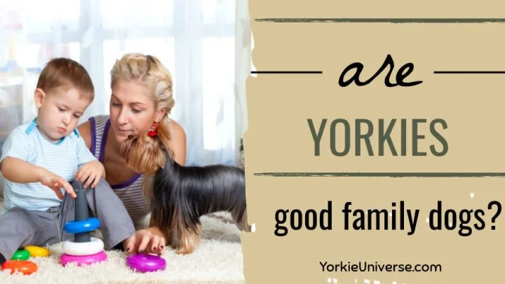 Are Yorkies Good Family Dogs?