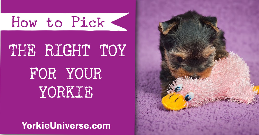 yorkie puppy playing with pink duck toy