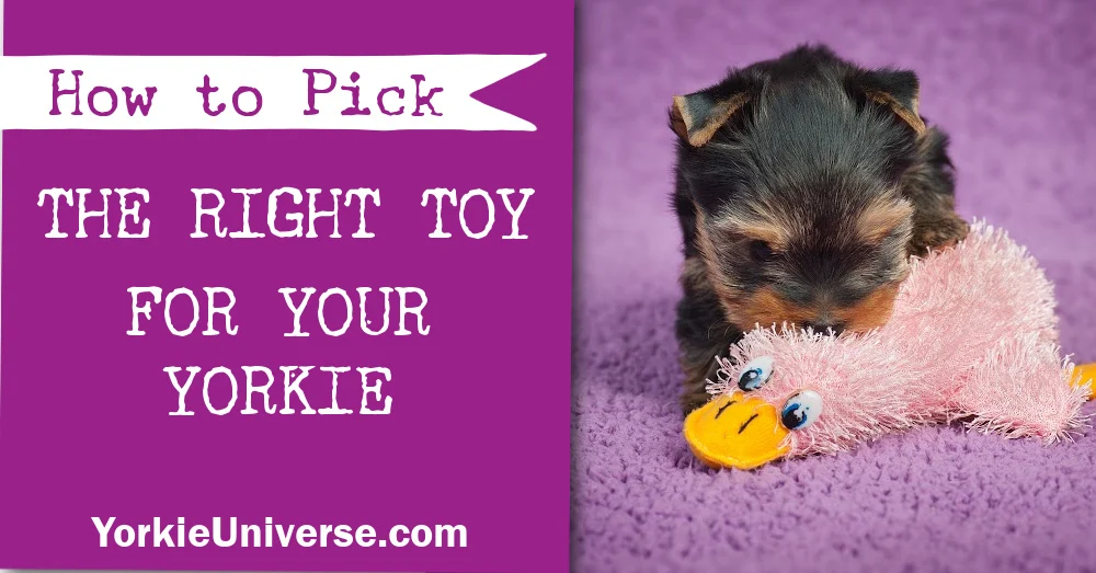 yorkie puppy playing with pink duck toy