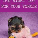 yorkie puppy playing with pink duck toy