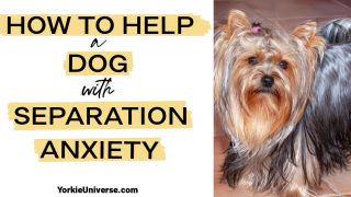 Adult yorkshire terrier