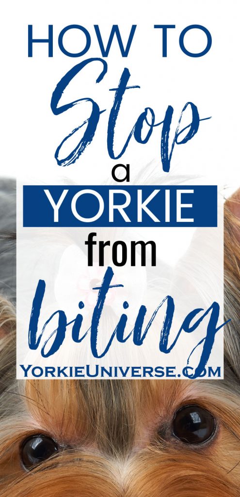 closeup of a yorkshire terrier's eyes