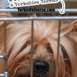 Yorkie peering out of a crate