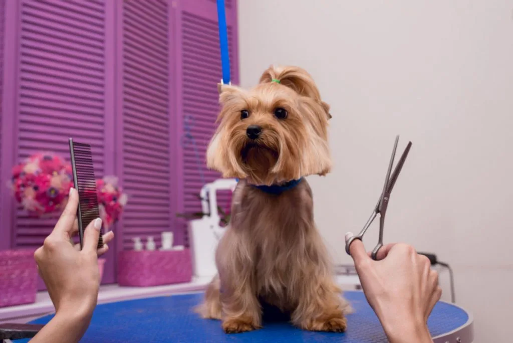 Yorkie being groomed