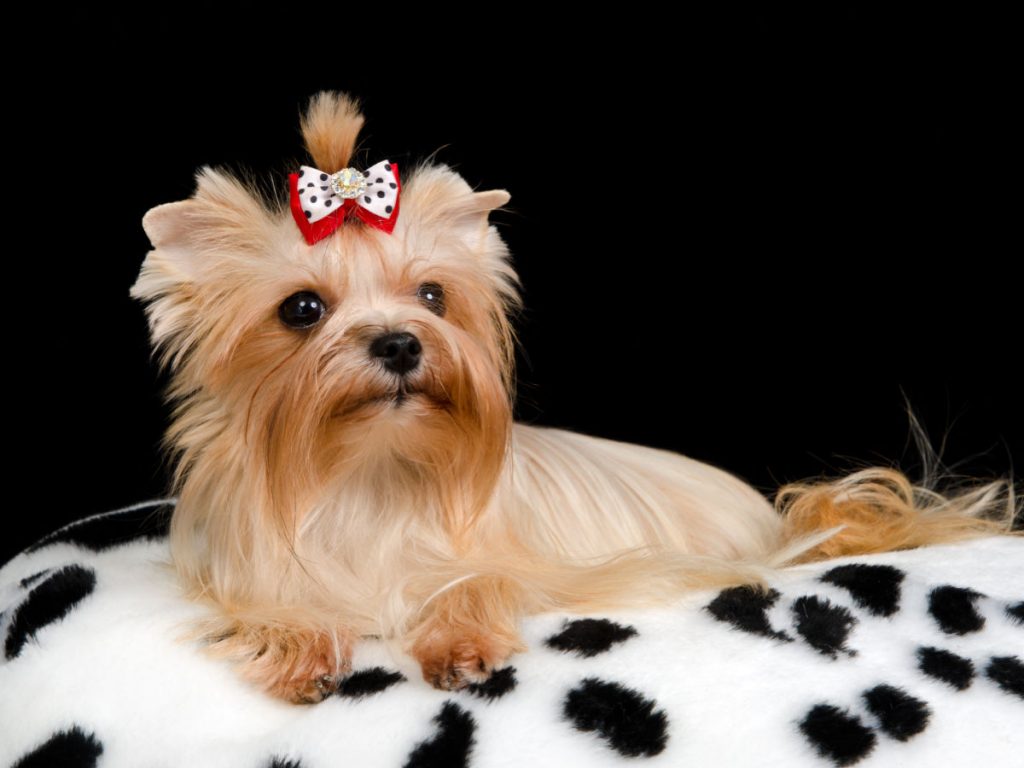 Golden Yorkshire terrier on white furry blanket with black spots