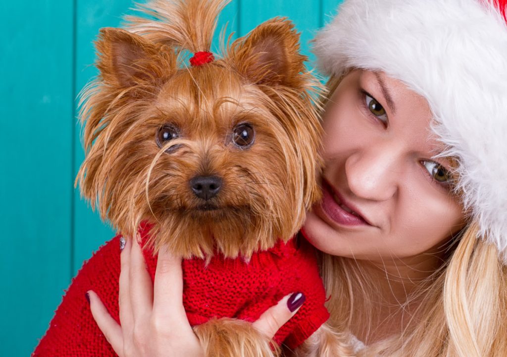 Girl in santa cap with red yorkie dog in red sweater