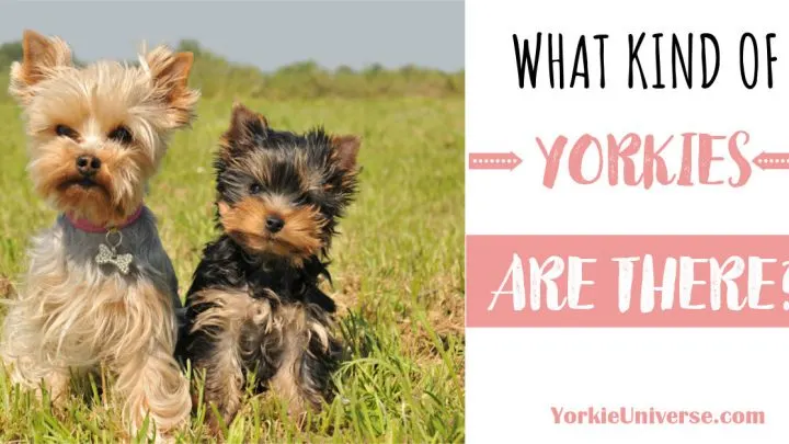 What Kind of Yorkies are There?