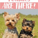 2 Yorkies sitting in grass