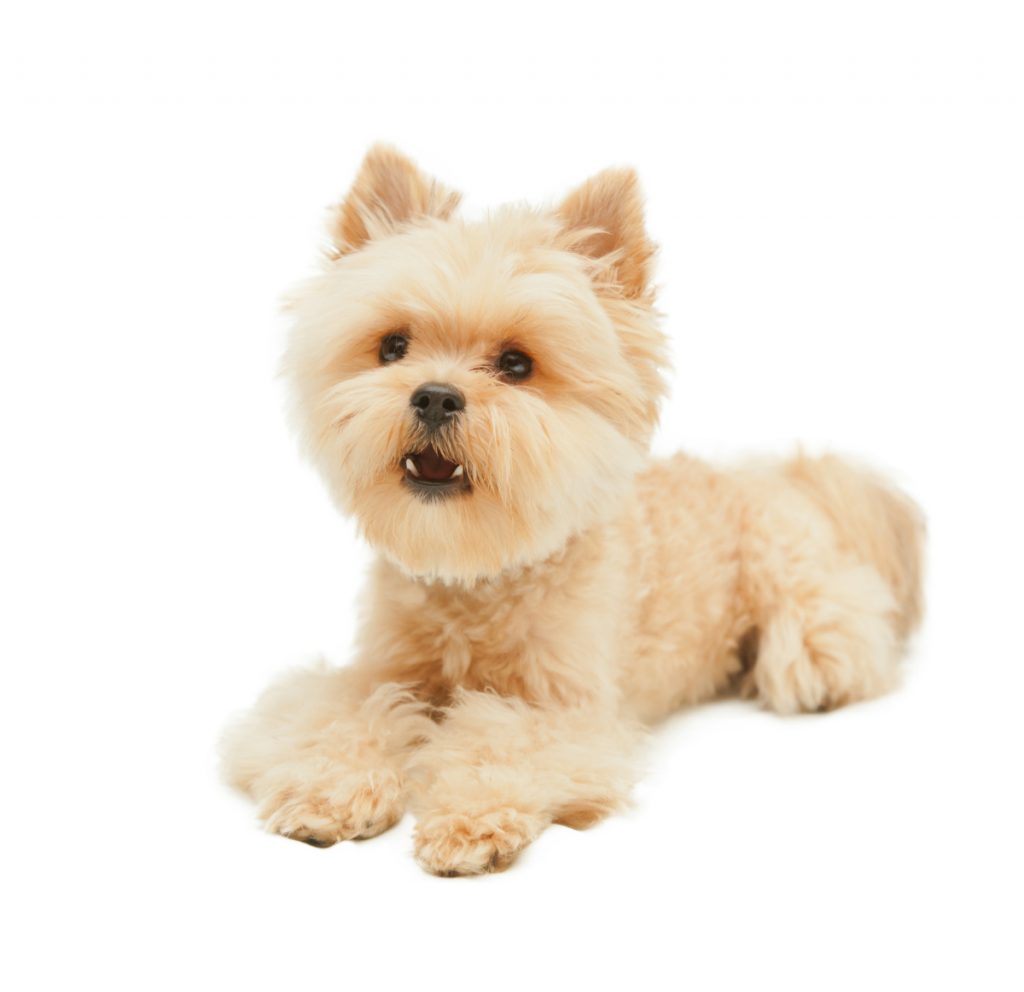 White Yorkshire terrier on white background