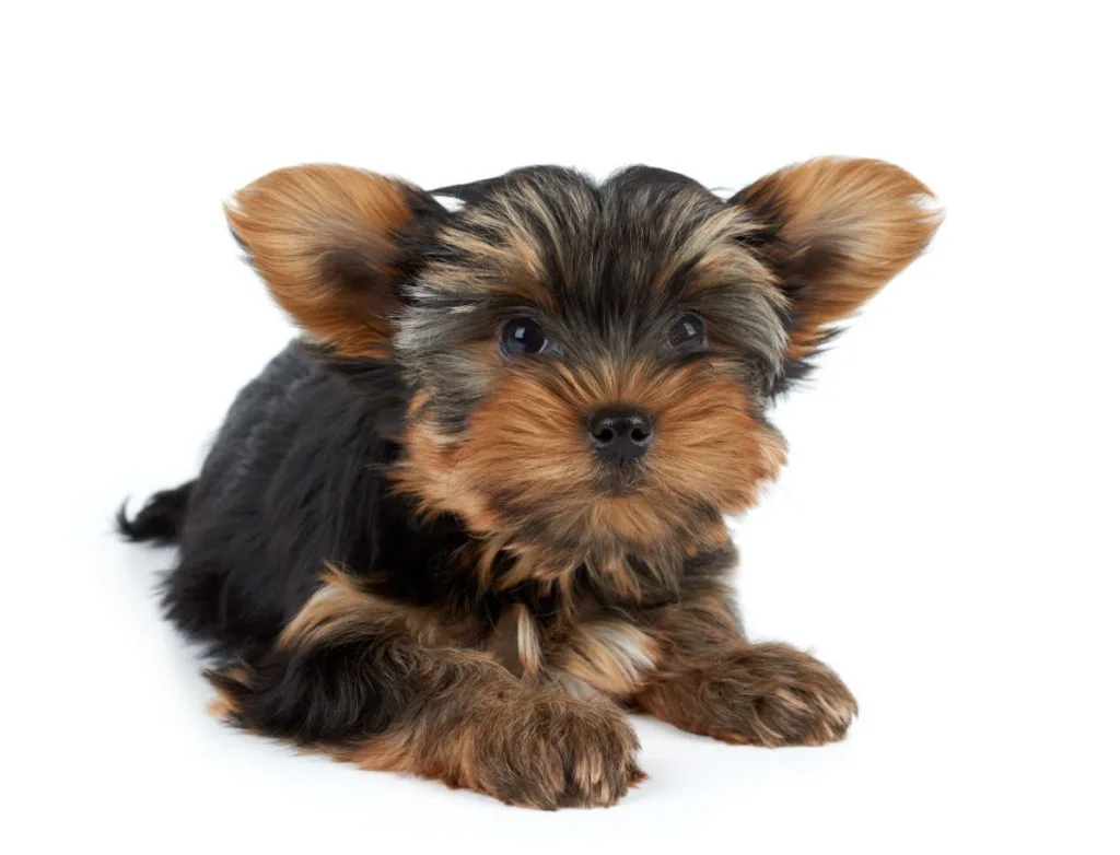 cute yorkie puppy