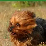 Yorkie dog running in grass