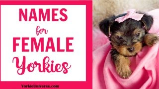 female yorkie puppy with pink bow on pink blanket