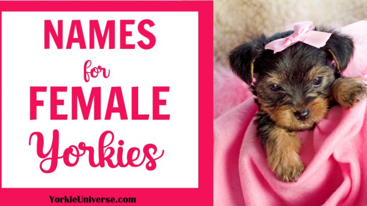 Names for Female Yorkies