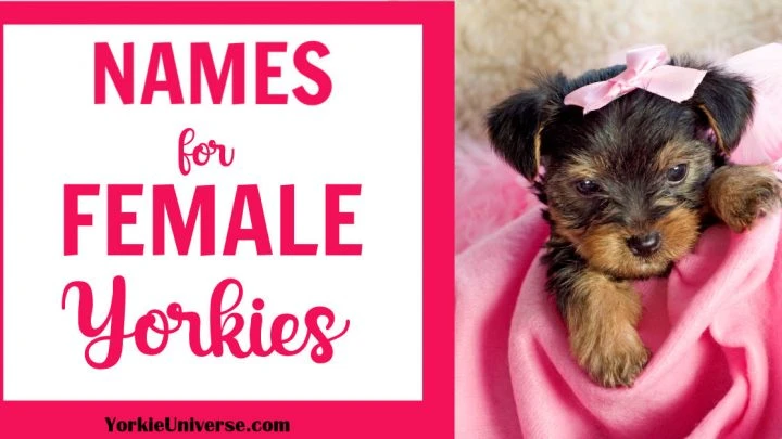 Names for Female Yorkies