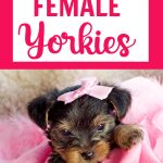female yorkie puppy with pink bow on pink blanket