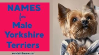 male yorkie looking up