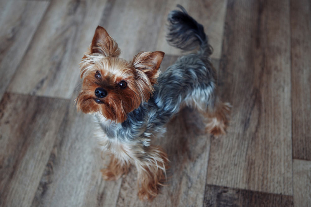 yorkie dog on wood floor looking up