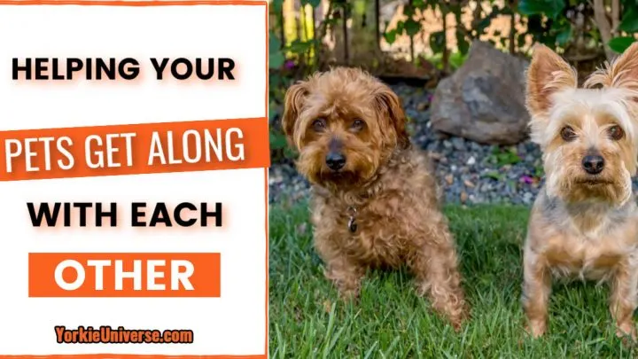 Helping Your Pets To Get Along With Each Other