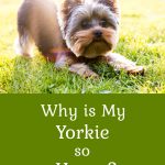 cute Yorkie with butt up in air outside