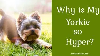 cute yorkie in grass with butt up in the air